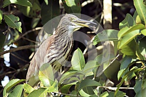 Chinese pond heron perches looking for food