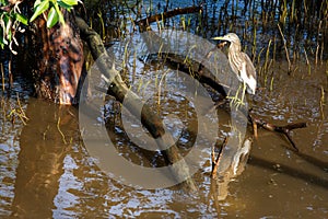 Chinese Pond Heron Stand on Mangrove Stem