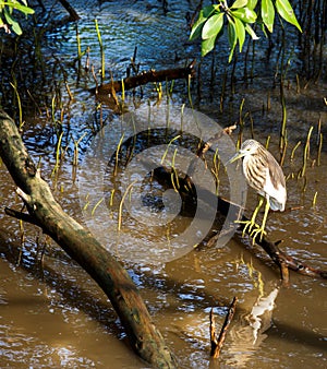 Chinese Pond Heron Stand on Mangrove Stem