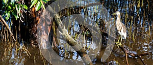 Chinese Pond Heron Stand on Mangrove Stem