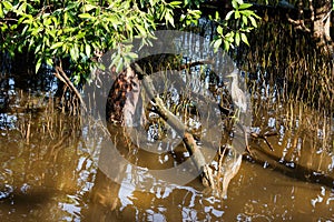 Chinese Pond Heron Stand on Mangrove Stem