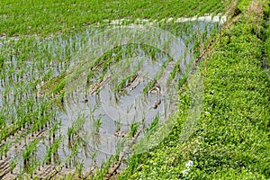 A chinese Pond Heron stands on the Paddy fields.