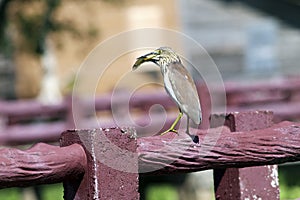 Chinese pond heron at the thale noi wetlands reserve