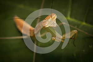 Chinese Praying Mantis