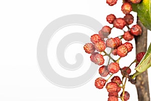 Chinese prickly ash fruits and branches isolated