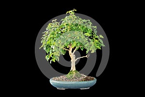 Chinese privet bonsai isolated on dark background