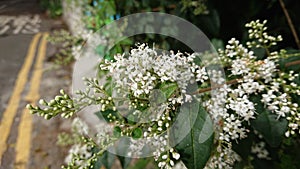 Chinese Privet photo