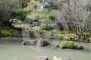 Chinese Pruned Tree