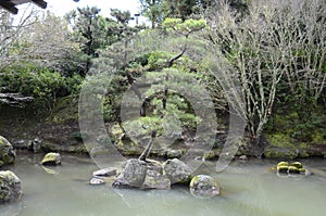 Chinese Pruned Tree on Lake