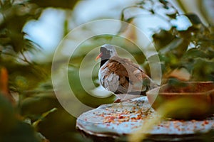 Chinese quail perched on a feeding station in the tropical gardens in the Fredrik meijer gardens