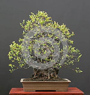 Chinese quince bonsai in spring