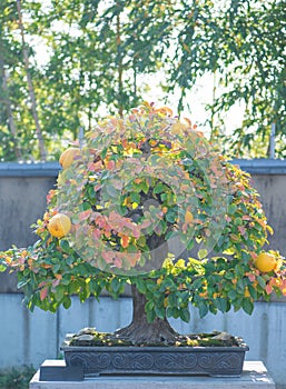 Chinese Quince  bonsai tree in Omiya bonsai village