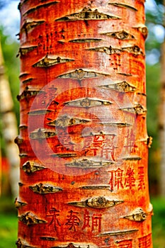 Chinese Red Birch Bark Texture photo
