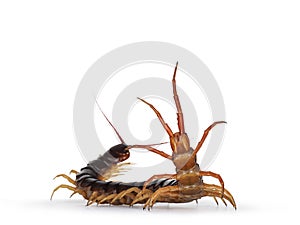 Chinese red-headed centipede on white