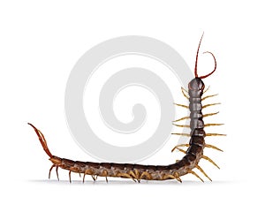 Chinese red-headed centipede on white