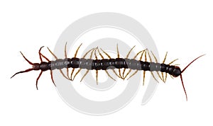 Chinese red-headed centipede on white