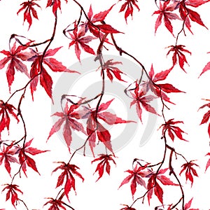 Chinese red maple leaves. Seamless pattern on white background. Watercolor