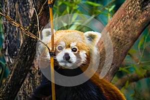 Chinese red panda Ailurus fulgens endangered species portrait