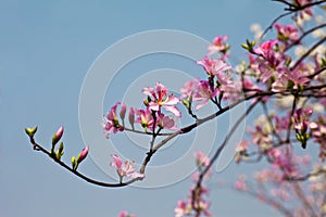 Chinese redbud