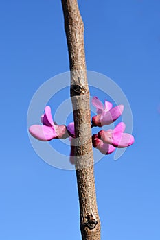 Chinese redbud Avondale