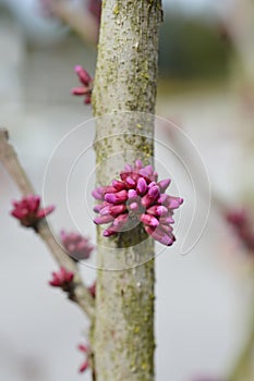 Chinese redbud Avondale photo