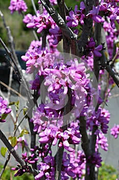 Chinese redbud ( Cercis chinensis ) flowers. Fabaceae deciduous tree.