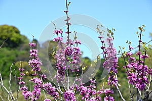 Chinese redbud ( Cercis chinensis ) flowers. Fabaceae deciduous tree.