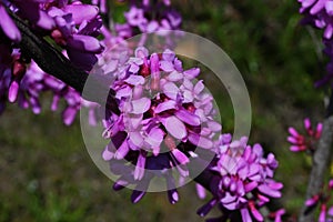 Chinese redbud ( Cercis chinensis ) flowers. Fabaceae deciduous tree.