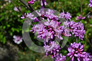 Chinese redbud ( Cercis chinensis ) flowers. Fabaceae deciduous tree.