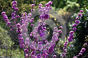 Chinese redbud ( Cercis chinensis ) flowers. Fabaceae deciduous tree.