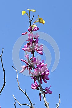 Chinese redbud ( Cercis chinensis ) flowers. Fabaceae deciduous tree. photo