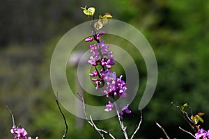 Chinese redbud ( Cercis chinensis ) flowers. Fabaceae deciduous tree. photo