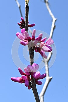 Chinese redbud ( Cercis chinensis ) flowers. Fabaceae deciduous tree. photo