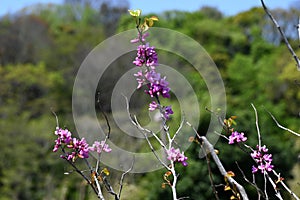 Chinese redbud ( Cercis chinensis ) flowers. Fabaceae deciduous tree. photo