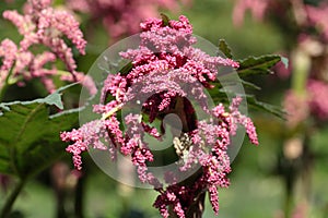 Chinese rhubarb (Rheum palmatum)