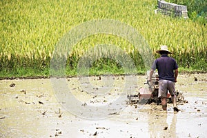 Chinese Rice Farming