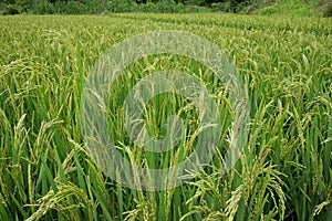 Chinese rice field