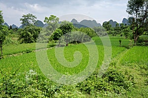 Chinese rice fields, Yangshuo, China