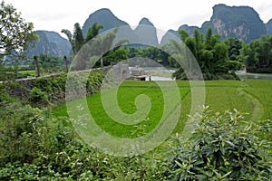 Chinese rice fields, Yangshuo, China