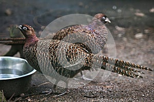 Chinese ring-necked pheasant (Phasianus colchicus torquatus). photo