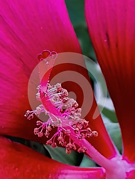 The Chinese rose is a beautiful ornamental plant.