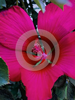 The Chinese rose is a beautiful ornamental plant.