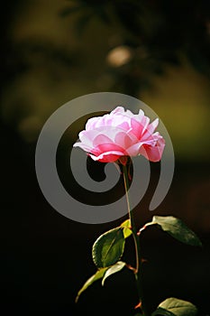Chinese rose photo