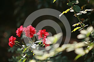 Chinese rose photo