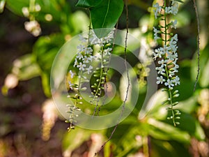 Chinese Rose or Citharexylum spinosum Linn.,flowers on tree