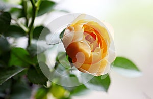 Chinese rose flowers in the greenhouse..