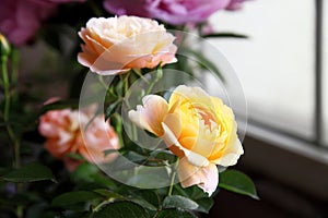 Chinese rose flowers in the greenhouse..