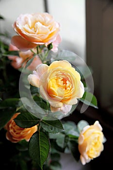 Chinese rose flowers in the greenhouse..