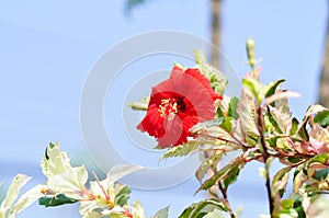 Chinese rose, hibiscus or Hibiscus Rosa-Sinensis Variegata with red flower