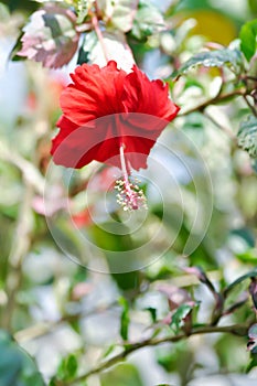 Chinese rose, hibiscus or Hibiscus Rosa-Sinensis Variegata with red flower